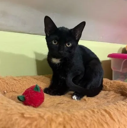 A baby medium-sized male Black Domestic Short Hair cat named Boone for adoption in East Brunswick, NJ