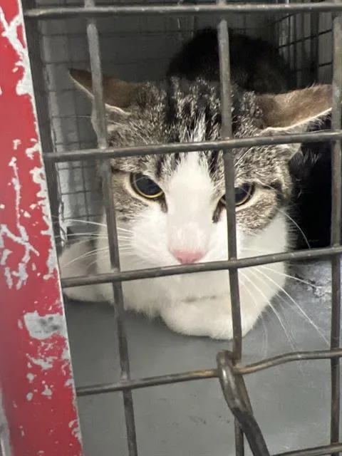 A young large-sized female Domestic Short Hair cat named Crash for adoption in Las Vegas, NV