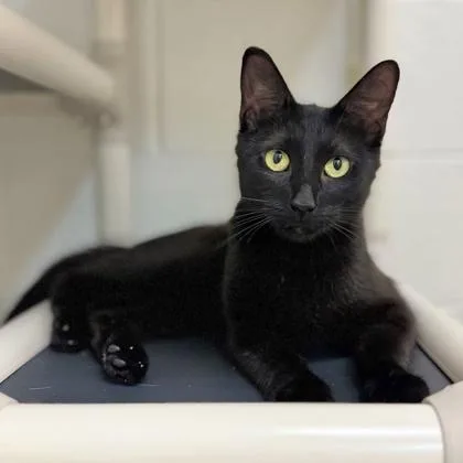 An adult medium-sized female Domestic Short Hair cat named Ice Cream Sundae for adoption in Traverse City, MI