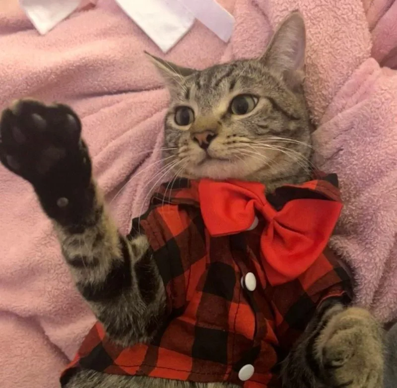 Paco Boldadventurer thumbnail 2