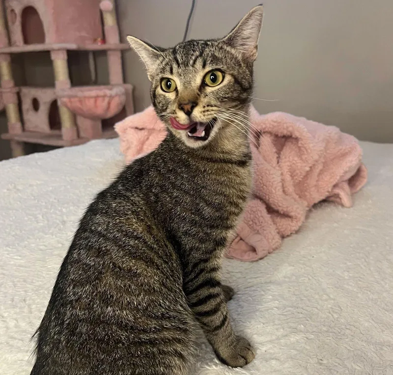 Paco Boldadventurer thumbnail 3