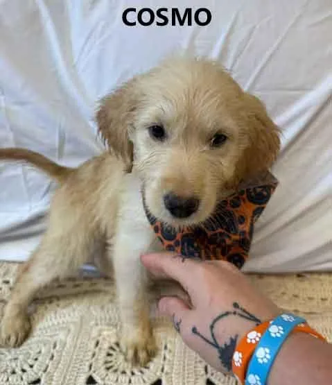 A baby medium-sized male Goldendoodle dog named Cosmo for adoption in Washington, GA