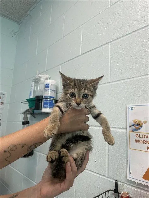 A baby small-sized female Domestic Short Hair cat named Pencil for adoption in Tavares, FL