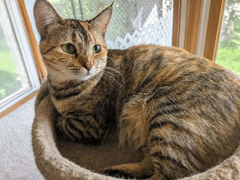 A young medium-sized female Torbie Domestic Short Hair cat named Maple Sweet Spunky for adoption in Bloomfield, NJ