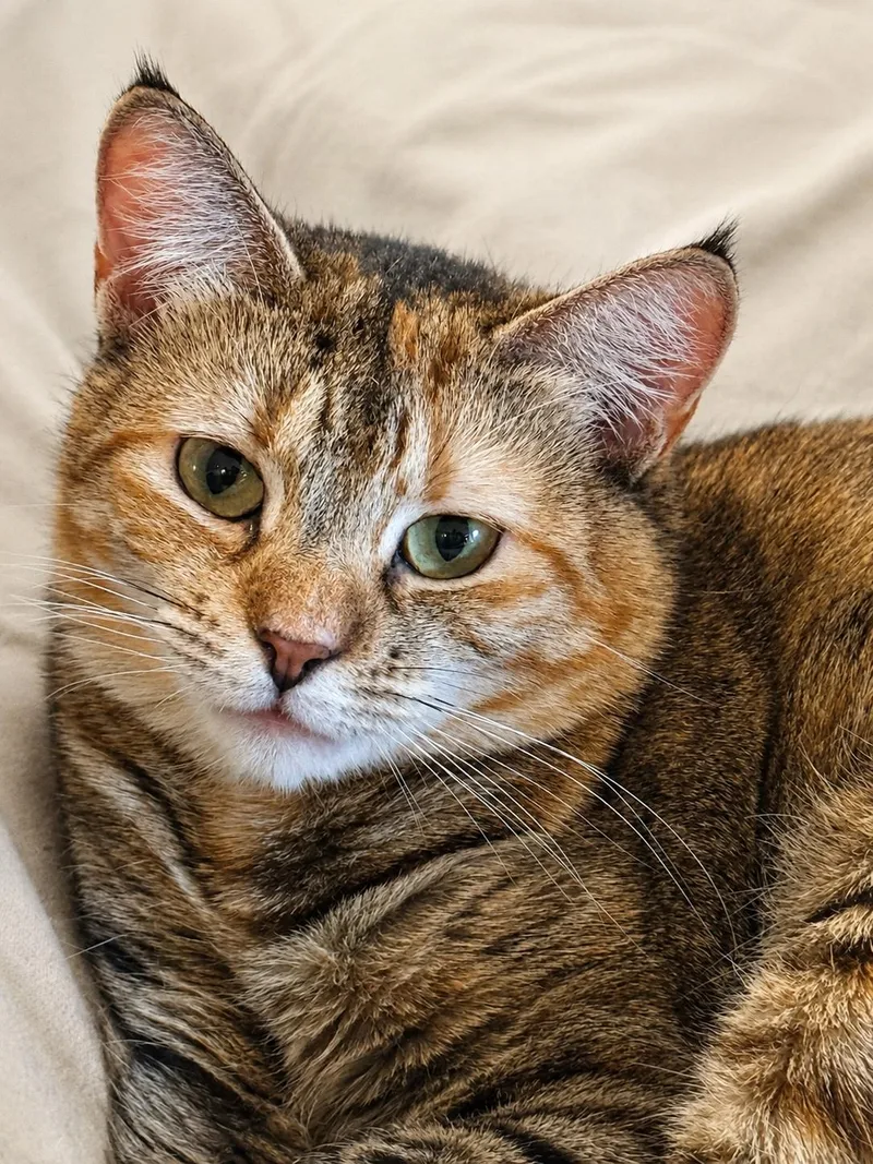 Maple Sweet  Spunky thumbnail 2