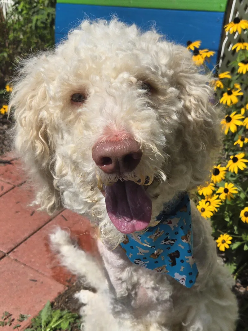 Oliver