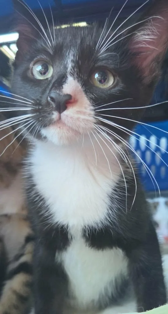 A baby medium-sized male Domestic Short Hair cat named Mr. Big for adoption in Tampa, FL