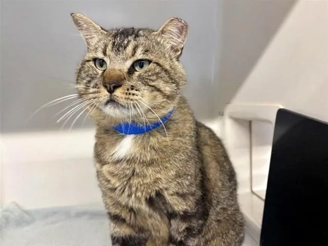 An adult medium-sized male Domestic Short Hair cat named Tomtom for adoption in Saint Louis, MO