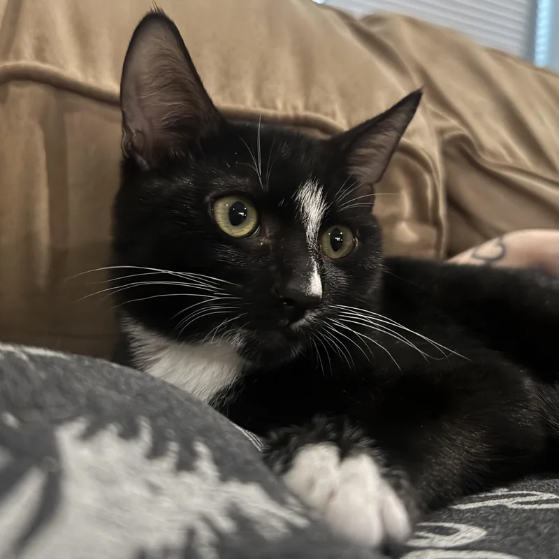 A baby medium-sized male Black & White / Tuxedo Domestic Short Hair cat named Wiggles for adoption in Hamilton, NJ