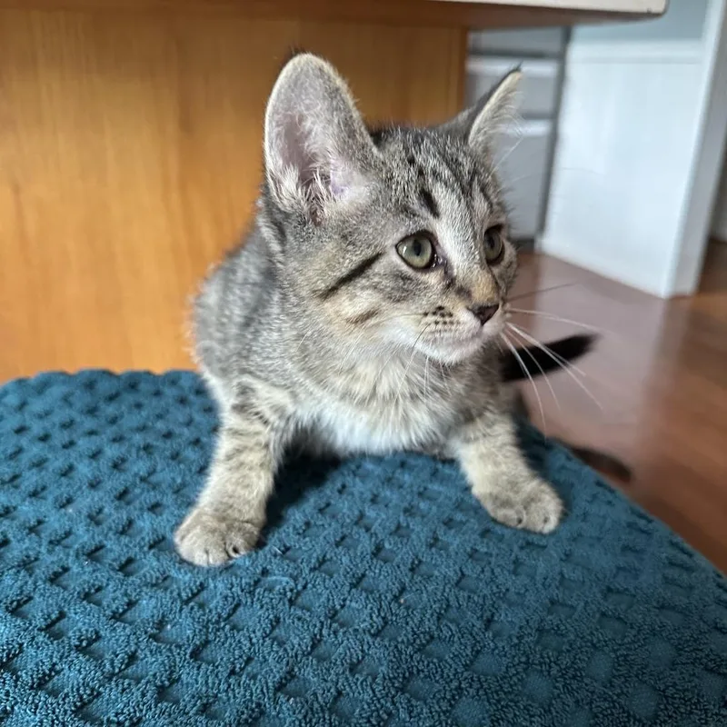 A baby small-sized male Brown / Chocolate Domestic Short Hair cat named Birch for adoption in La Grange, KY