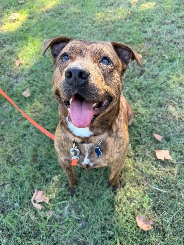 An adult medium-sized male Brindle American Staffordshire Terrier dog named Archie for adoption in Chattanooga, TN