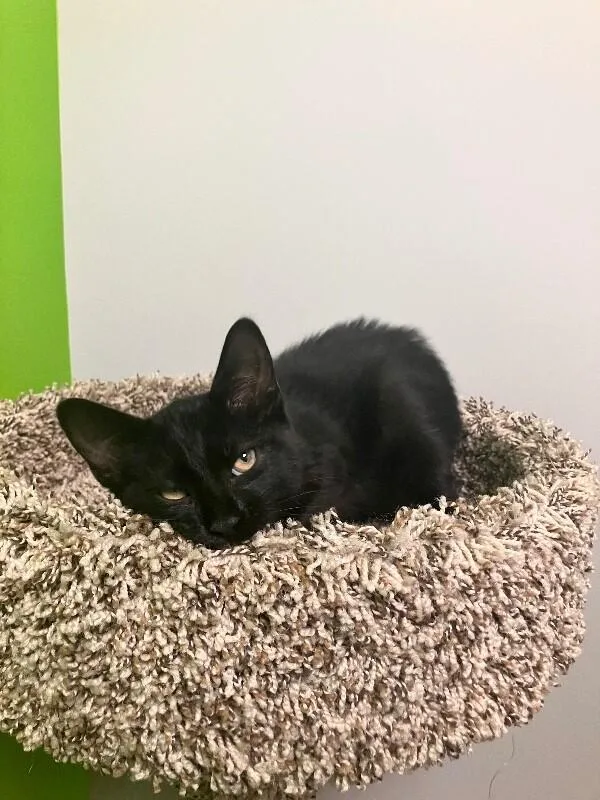 A young medium-sized male Black Domestic Short Hair cat named Stegosaurus for adoption in Jackson, TN