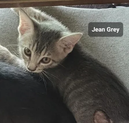 Jean Gray thumbnail 3