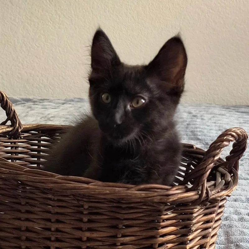 A baby small-sized male Black Domestic Short Hair cat named Jelly Bean for adoption in Long Beach, CA