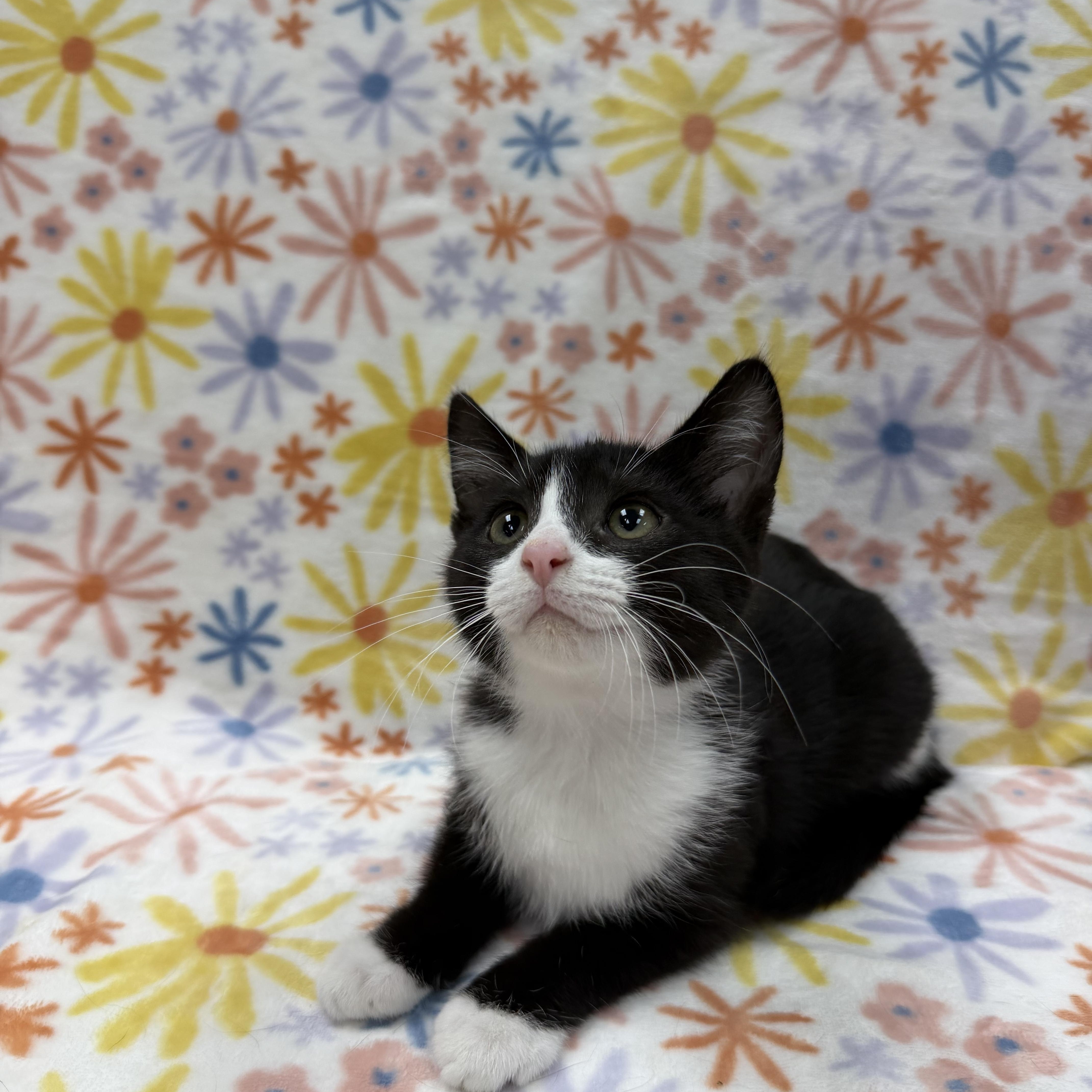 A baby medium-sized female Black & White / Tuxedo Domestic Short Hair cat named Snowdrop for adoption in Columbus, OH