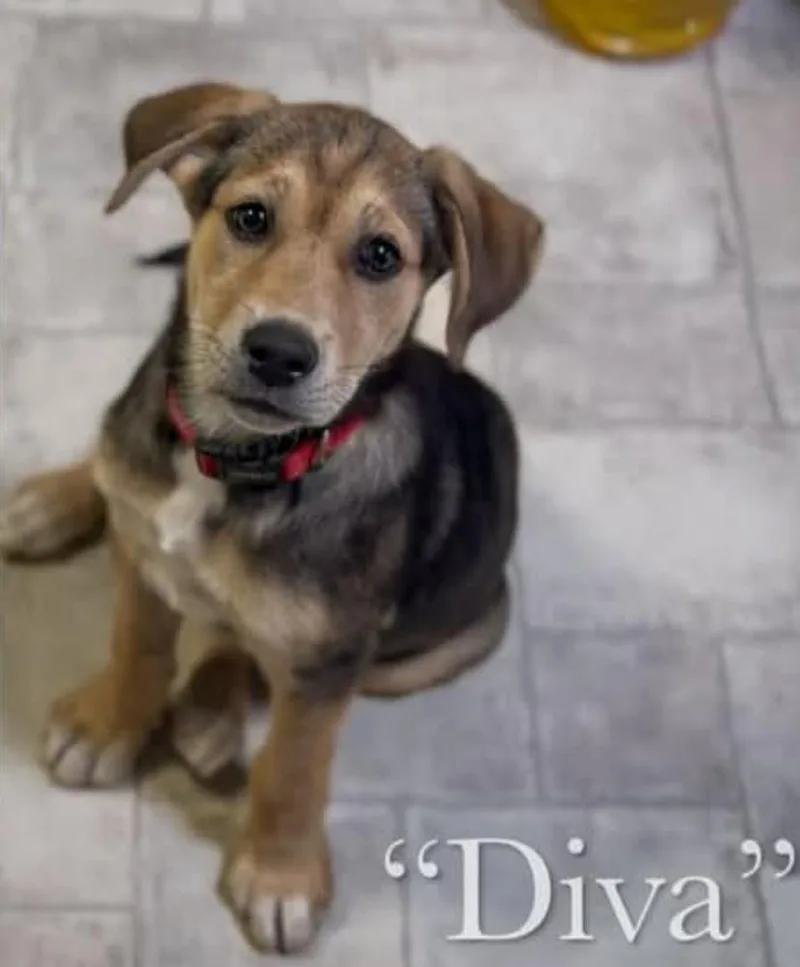 A baby large-sized female Labrador Retriever dog named Diva for adoption in Statesville, NC