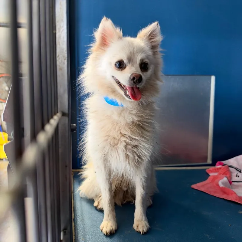 An adult small-sized male Yellow / Tan / Blond / Fawn Pomeranian dog named Louie for adoption in Yuma, AZ