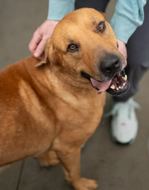 An adult large-sized male Black Mouth Cur dog named Clifford for adoption in Stratham, NH