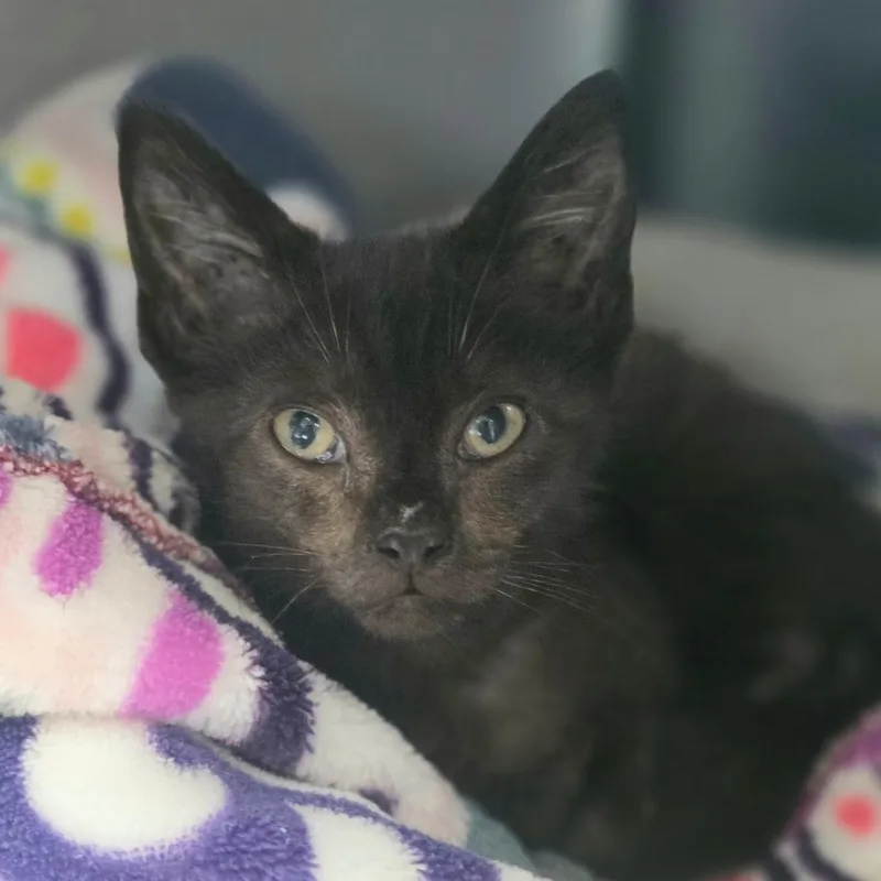 A baby small-sized male Black Domestic Short Hair cat named Nandor for adoption in Huntsville, AL