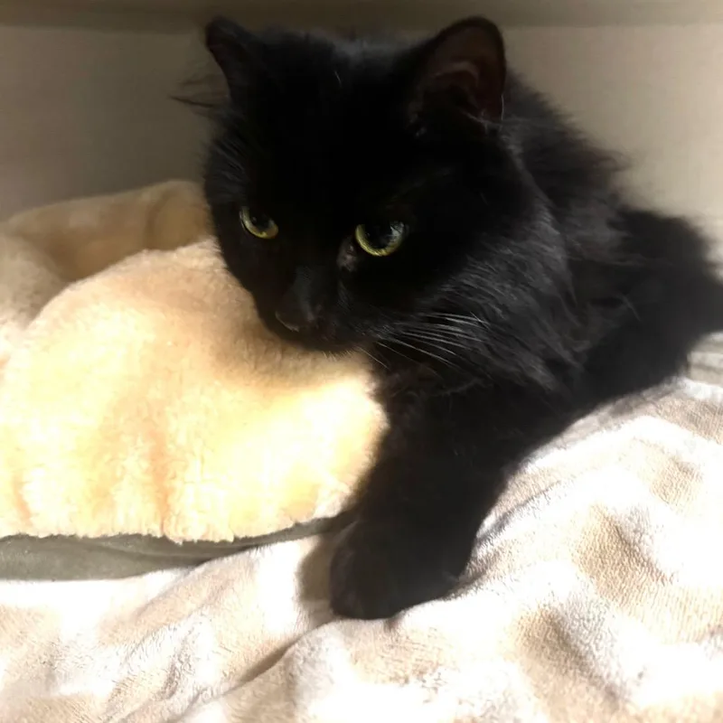 A young medium-sized female Black Domestic Medium Hair cat named Coco for adoption in Wheeling, IL