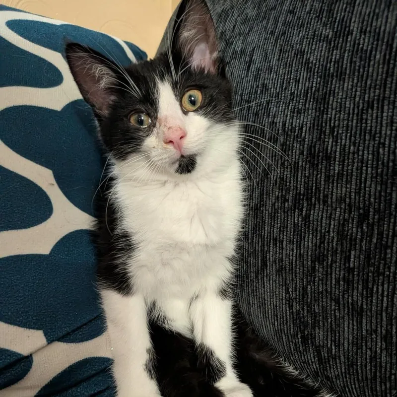 A baby small-sized male Black American Shorthair cat named Oreo for adoption in Irwin, PA