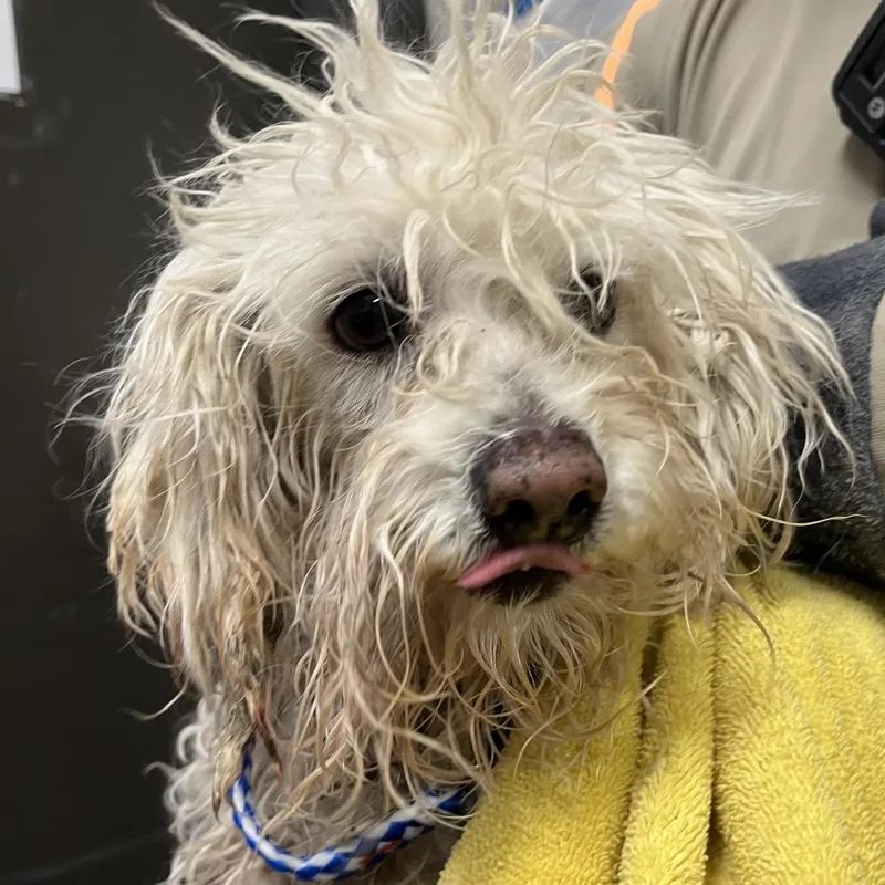 An adult small-sized male Poodle dog named Raisin for adoption in Yuma, AZ