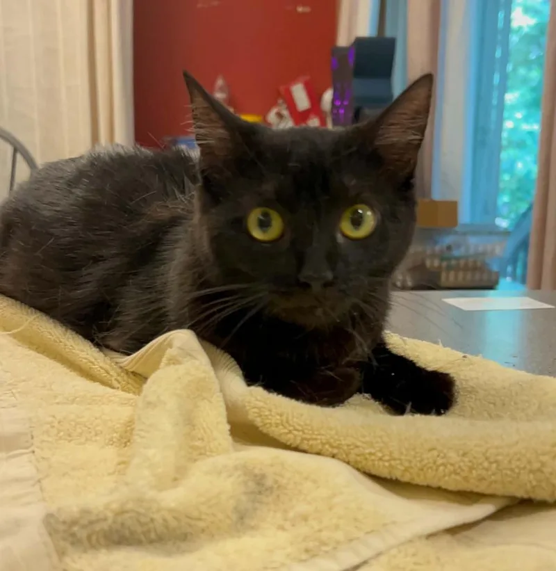 An adult medium-sized female Black Domestic Short Hair cat named Pancake Ga. for adoption in Peoria, IL