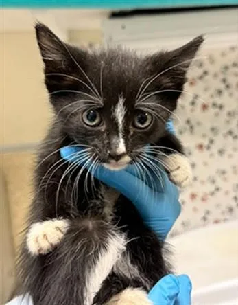 A baby small-sized female Domestic Short Hair cat named Lacy for adoption in Riverside, CA