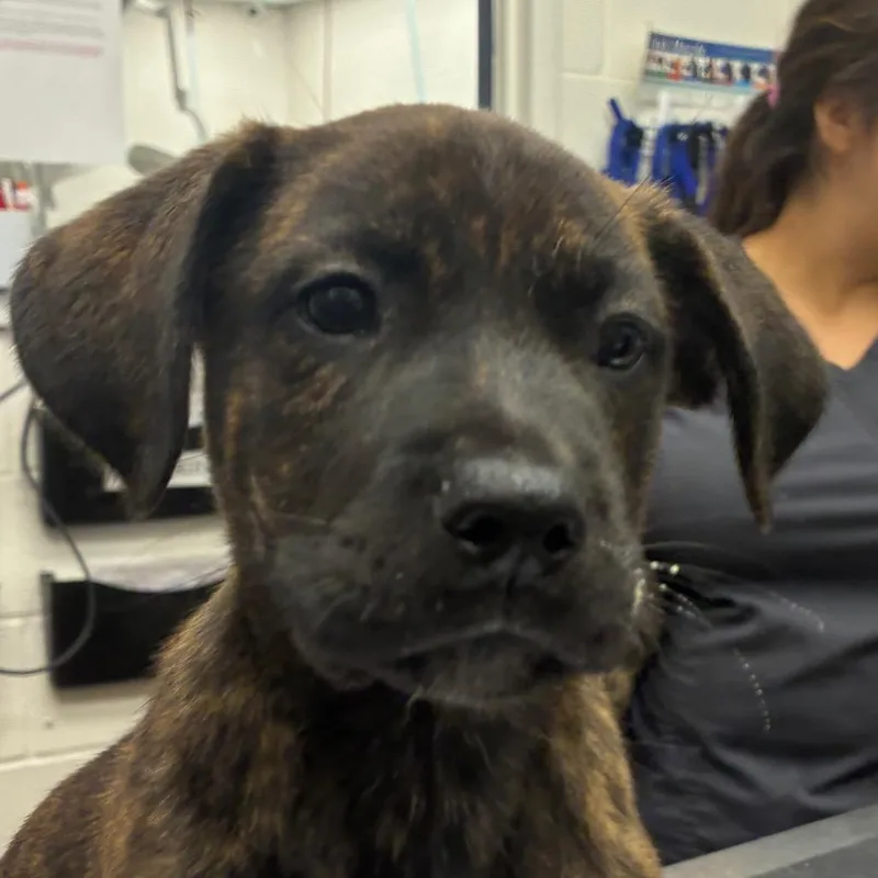 A baby small-sized male Brindle Terrier dog named Gladwin for adoption in Corpus Christi, TX