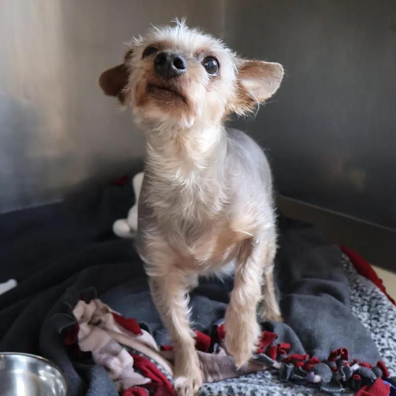 A senior small-sized male Gray / Blue / Silver Mixed Breed dog named Ziggy for adoption in Saint Charles, MO