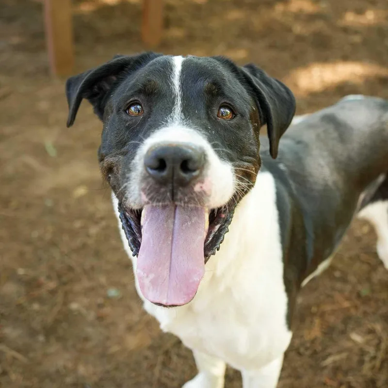 An adult large-sized male Black Mixed Breed dog named Dancer for adoption in Aiken, SC