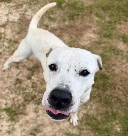 An adult medium-sized male Pit Bull Terrier dog named Red Tail for adoption in Atlanta, GA