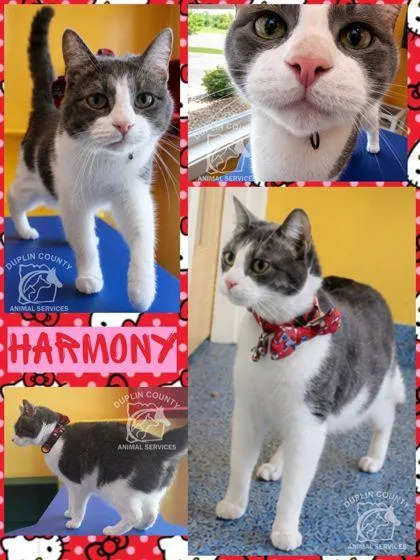 Harmony