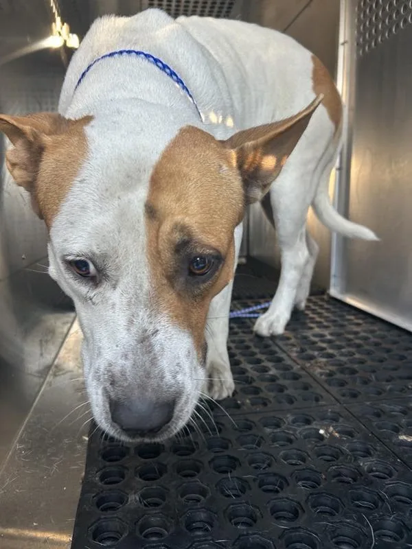 An adult large-sized female Pit Bull Terrier dog named Luna for adoption in Austin, TX