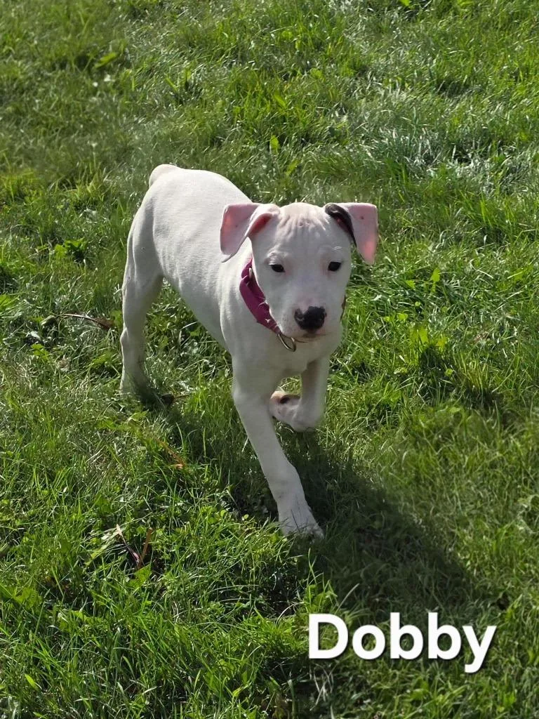 A baby medium-sized male Pit Bull Terrier dog named Dobby for adoption in Cloquet, MN