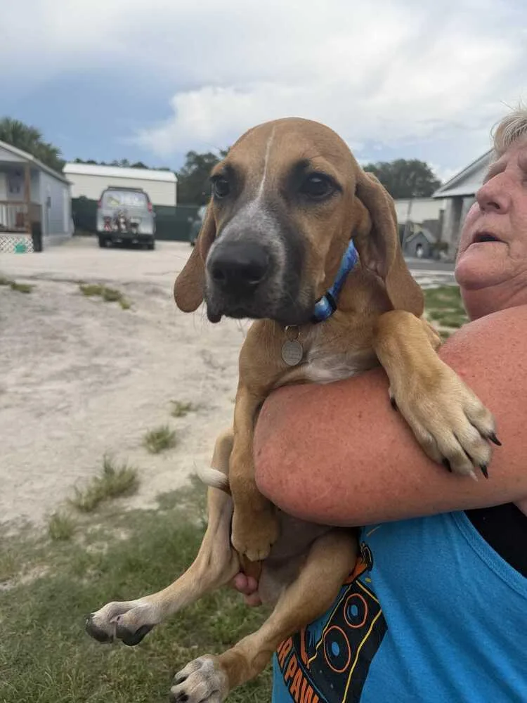 A baby small-sized male Tricolor (Brown, Black, & White) Hound dog named Travis for adoption in Lakeland, FL