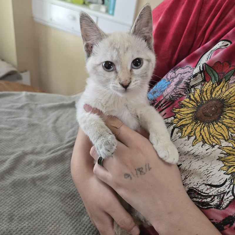 A baby small-sized female Cream / Ivory Domestic Short Hair cat named Opossum for adoption in Sedalia, MO