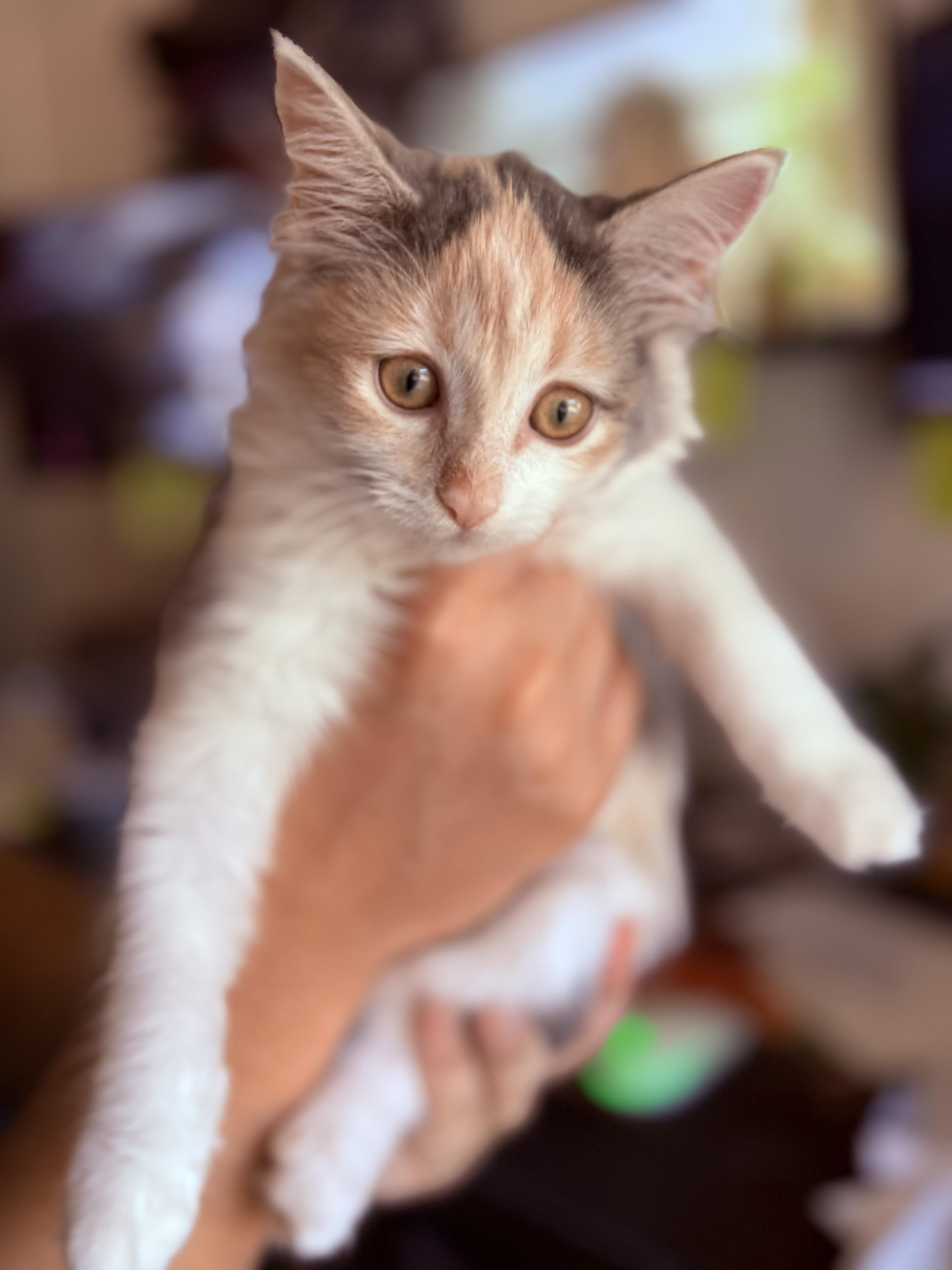 Jazzie