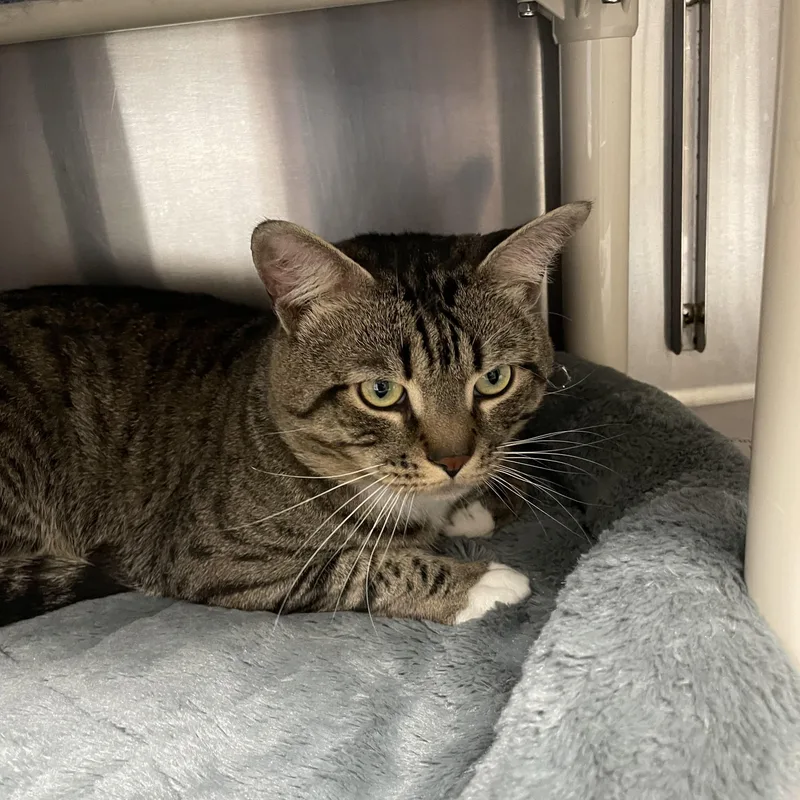 A young medium-sized male Tabby cat named Kreiger and Sterling for adoption in North Kingstown, RI