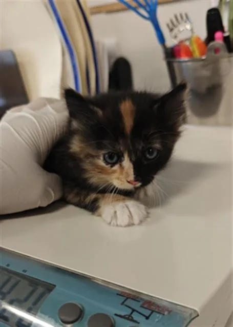 A baby small-sized female Domestic Medium Hair cat named Nahla for adoption in Santa Fe, NM