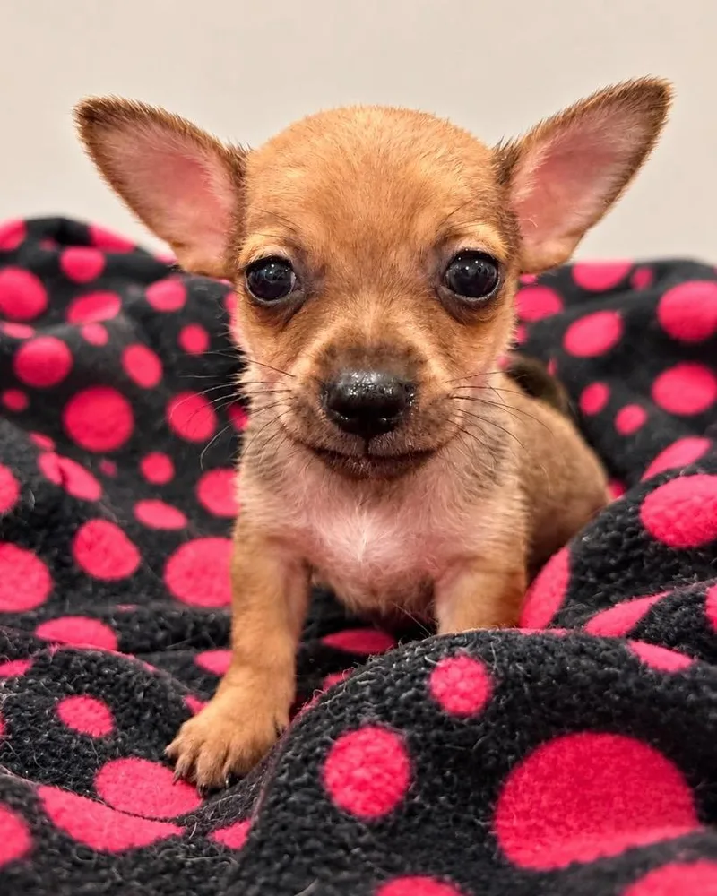 A baby small-sized male Chihuahua dog named Alex for adoption in Reno, NV