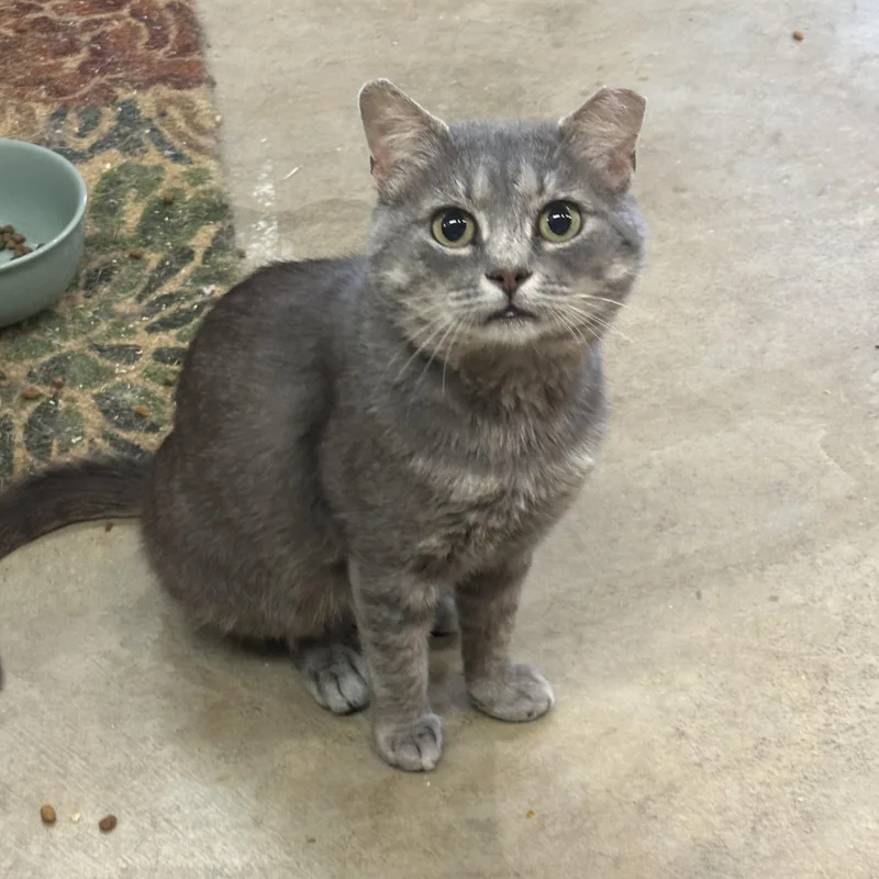 A young small-sized male Gray & White Domestic Short Hair cat named Kubo for adoption in Kent, OH