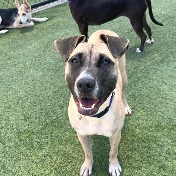 A young medium-sized female Labrador Retriever dog named Michele for adoption in Los Angeles, CA