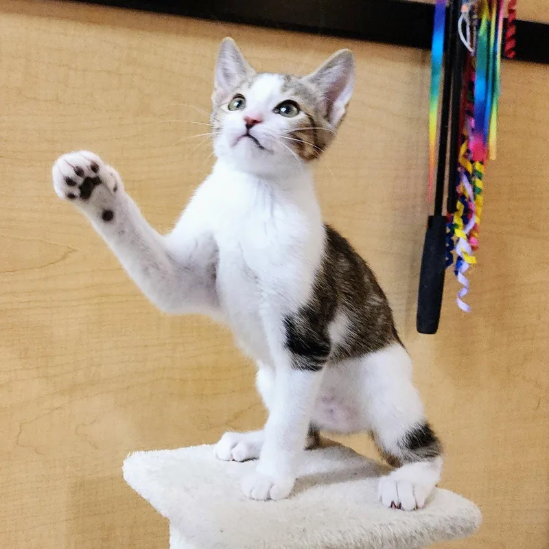 A young medium-sized female Tabby cat named Talley for adoption in Garland, TX