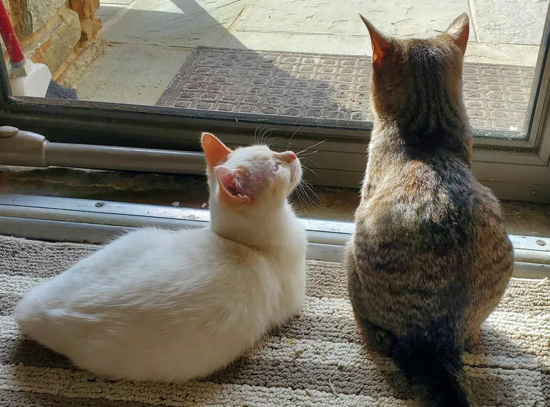 Tabitha & Angelica thumbnail 2