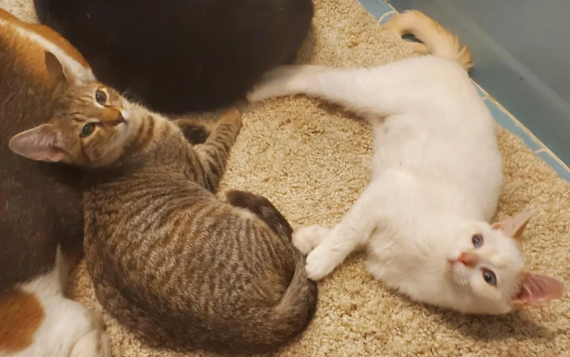 Tabitha & Angelica thumbnail 3