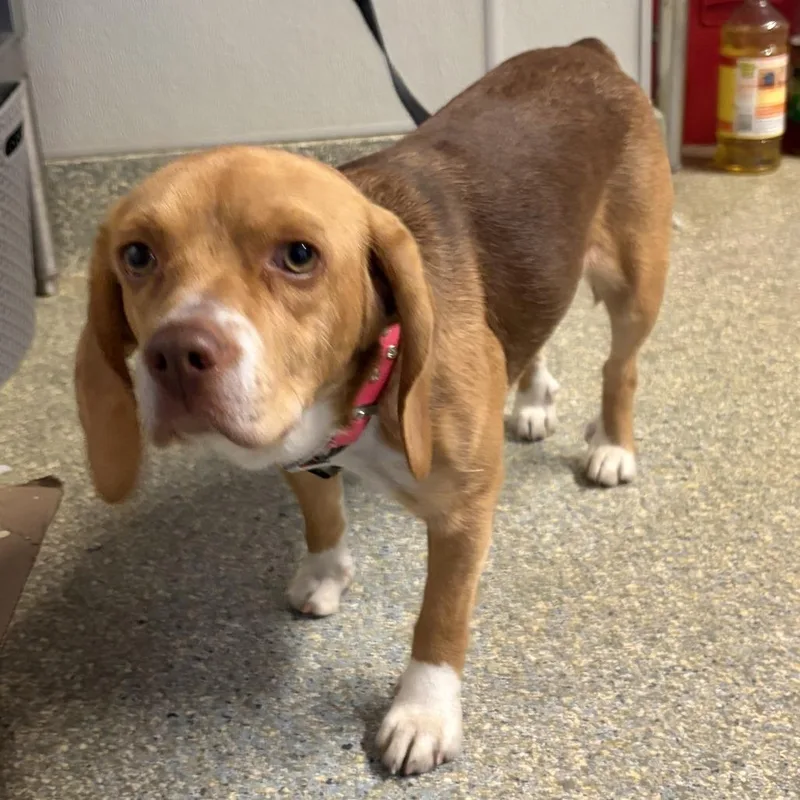 An adult small-sized female Brown / Chocolate Beagle dog named Ivhsstray for adoption in San Gabriel, CA