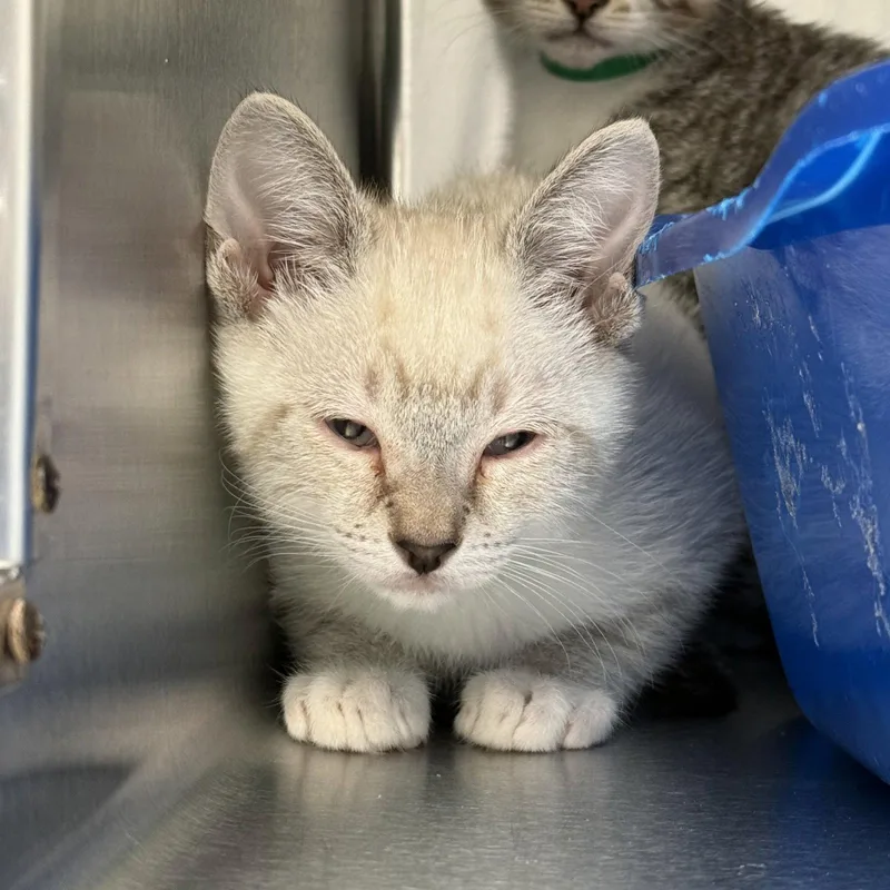 A baby small-sized male Buff / Tan / Fawn Domestic Short Hair cat named Cub for adoption in Oakland, CA