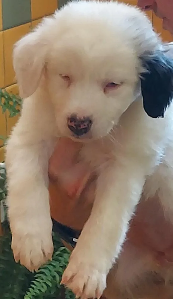 A baby small-sized female Tricolor (Brown, Black, & White) Australian Shepherd dog named Ember for adoption in Ontario, CA