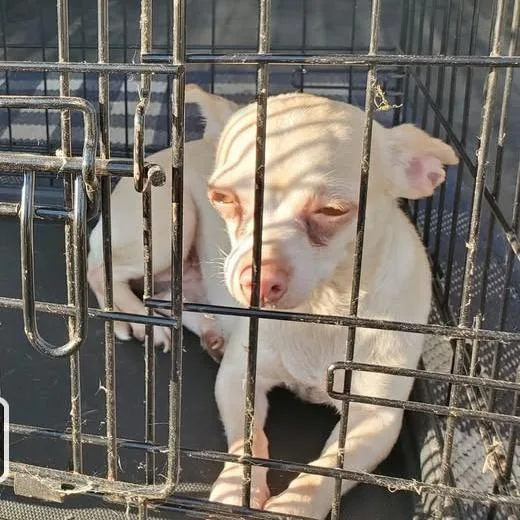 A young small-sized female White / Cream Chihuahua dog named Maurice for adoption in Mondovi, WI